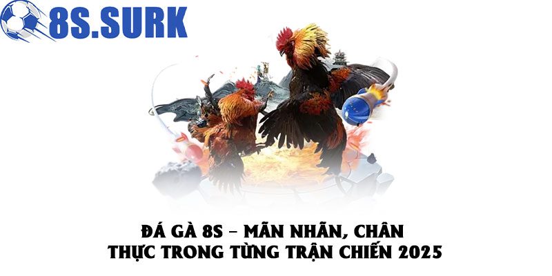 Đá Gà 8S – Mãn Nhãn, Chân Thực Trong Từng Trận Chiến 2025 3 Đá Gà 8S – Mãn Nhãn, Chân Thực Trong Từng Trận Chiến 2025